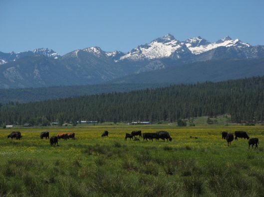 Ag in Western Montana